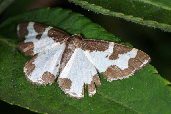 2018-06-26 - NSG Lippewiesen Haltern