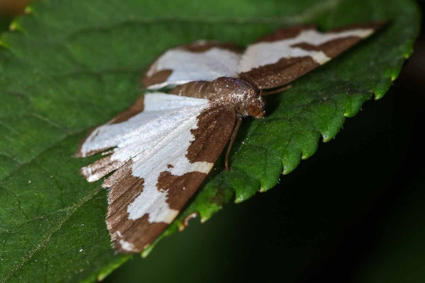 2018-06-26 - NSG Lippewiesen Haltern