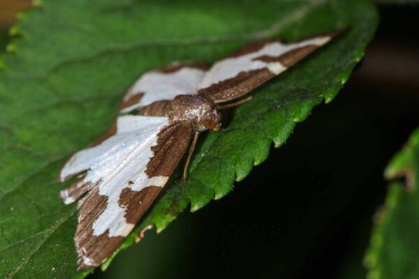 2018-06-26 - NSG Lippewiesen Haltern