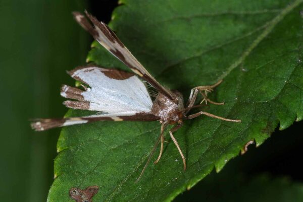 2018-06-26 - NSG Lippewiesen Haltern