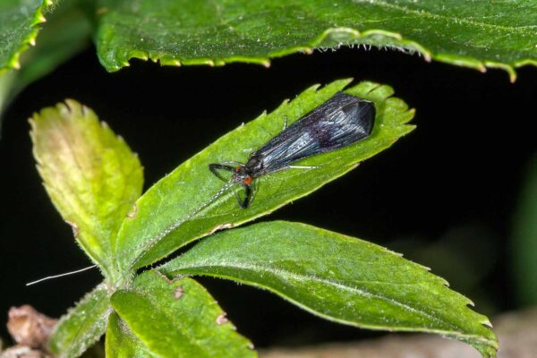 2018-06-26 - NSG Lippewiesen Haltern