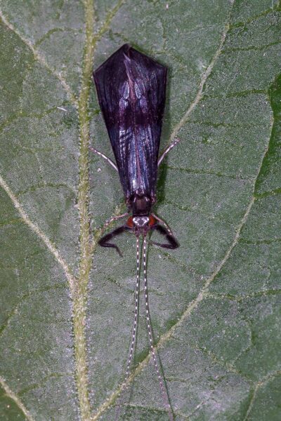 2018-06-26 - NSG Lippewiesen Haltern