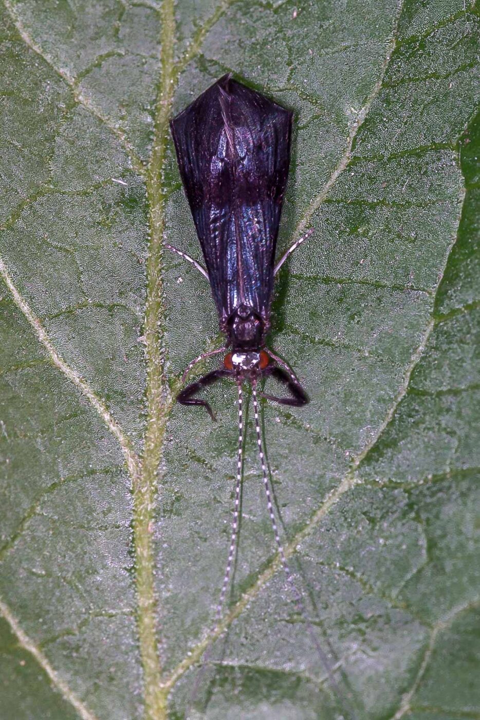 2018-06-26 - NSG Lippewiesen Haltern