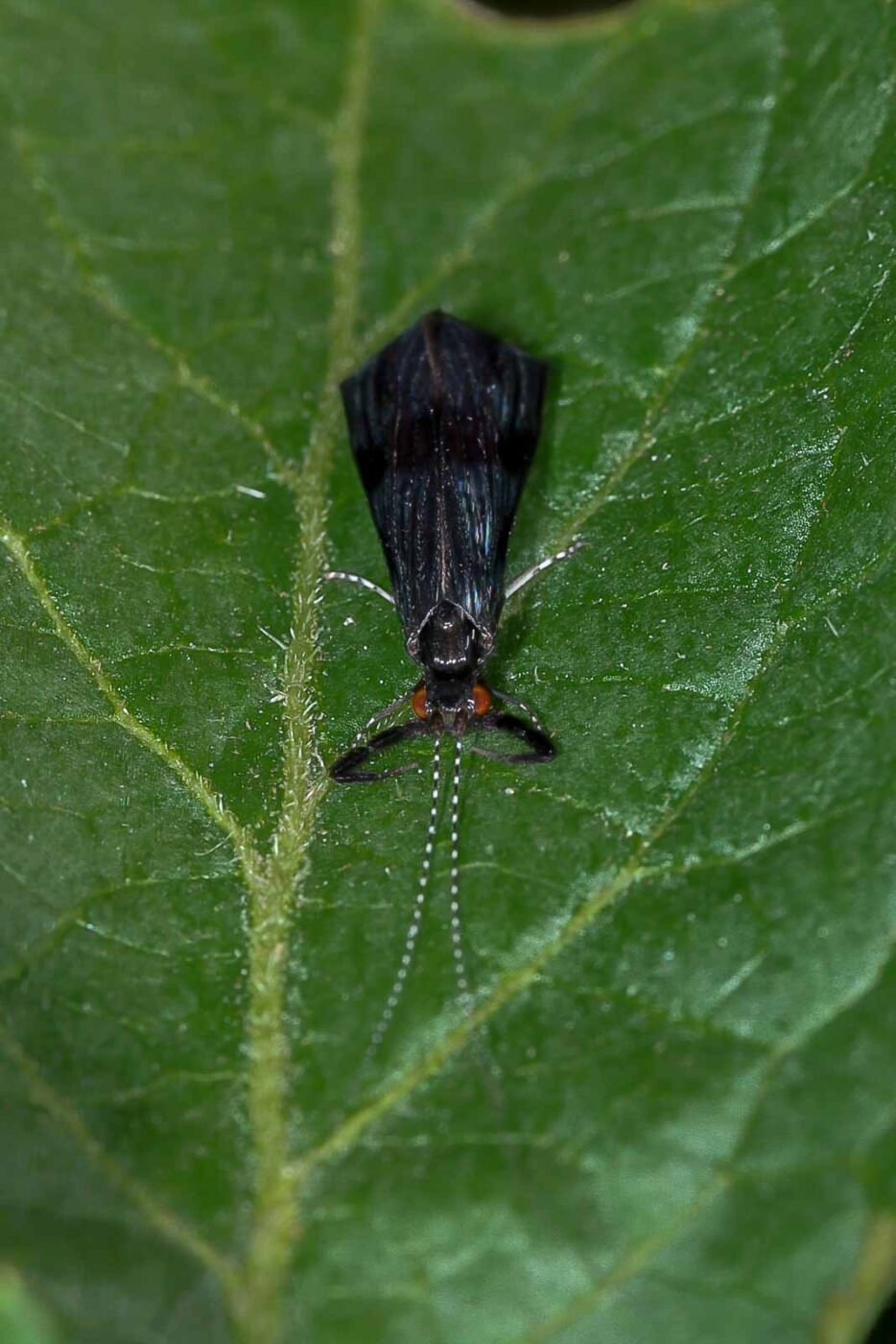 2018-06-26 - NSG Lippewiesen Haltern