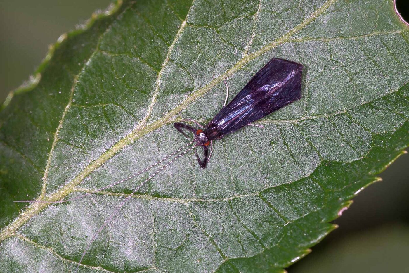 2018-06-26 - NSG Lippewiesen Haltern