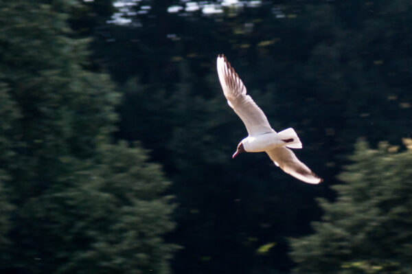 2018-06-26 - NSG Lippewiesen Haltern