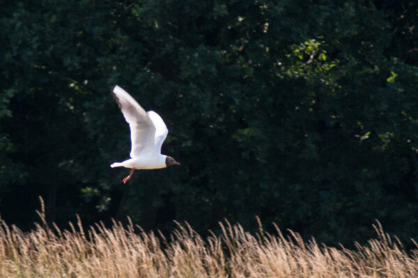 2018-06-26 - NSG Lippewiesen Haltern