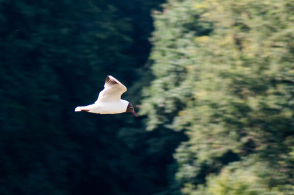 2018-06-26 - NSG Lippewiesen Haltern