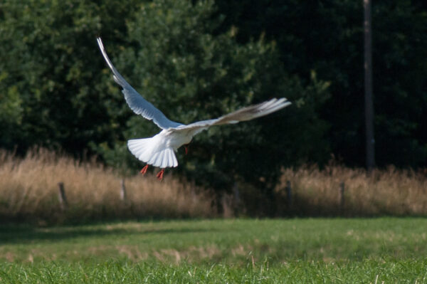 2018-06-26 - NSG Lippewiesen Haltern