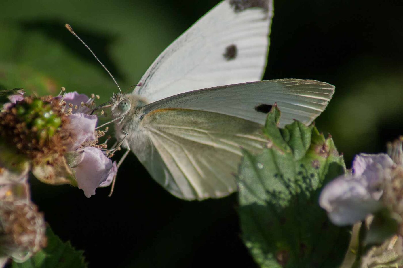 2018-06-26 - NSG Lippewiesen Haltern