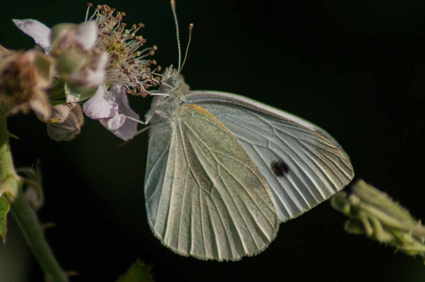 2018-06-26 - NSG Lippewiesen Haltern