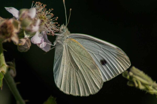 2018-06-26 - NSG Lippewiesen Haltern
