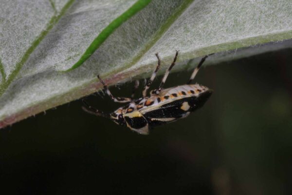 2018-06-26 - NSG Lippewiesen Haltern