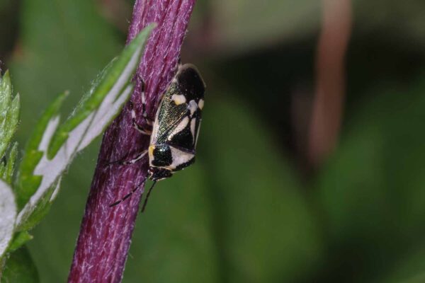 2018-06-26 - NSG Lippewiesen Haltern