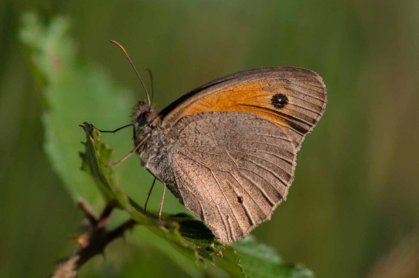 2018-06-26 - NSG Lippewiesen Haltern