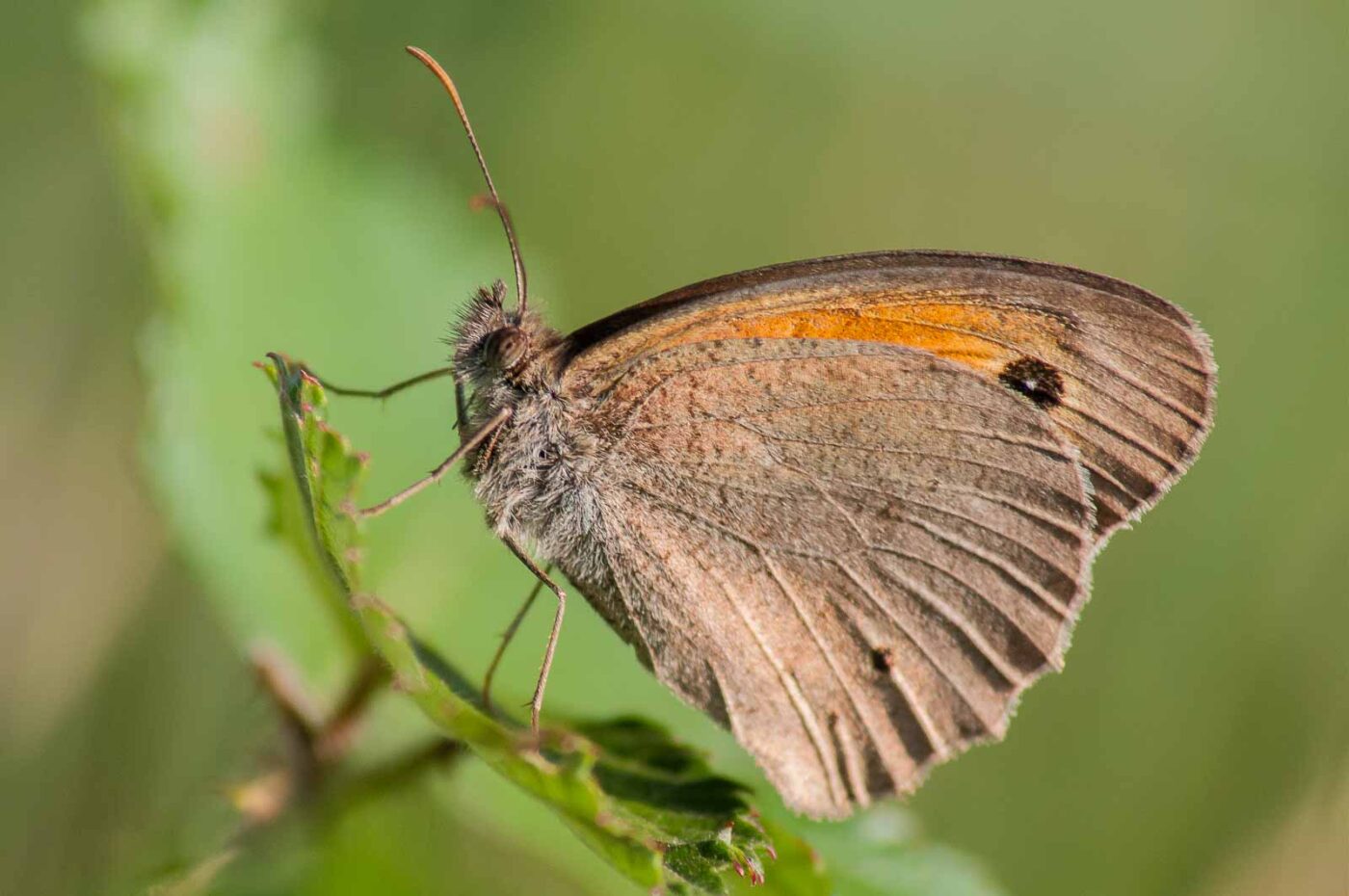 2018-06-26 - NSG Lippewiesen Haltern