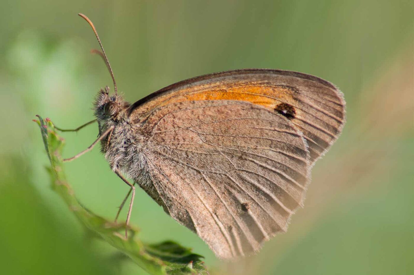 2018-06-26 - NSG Lippewiesen Haltern
