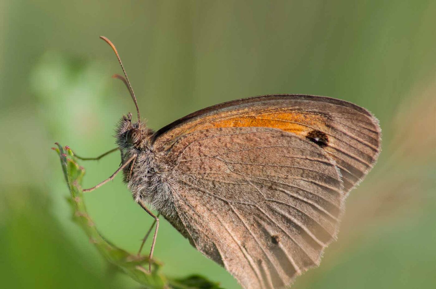 2018-06-26 - NSG Lippewiesen Haltern