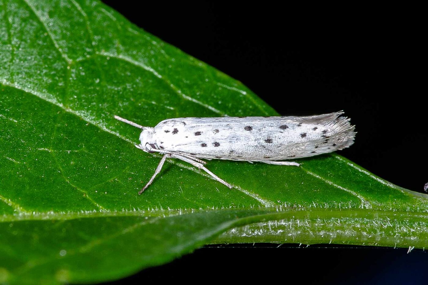 2018-06-26 - NSG Lippewiesen Haltern