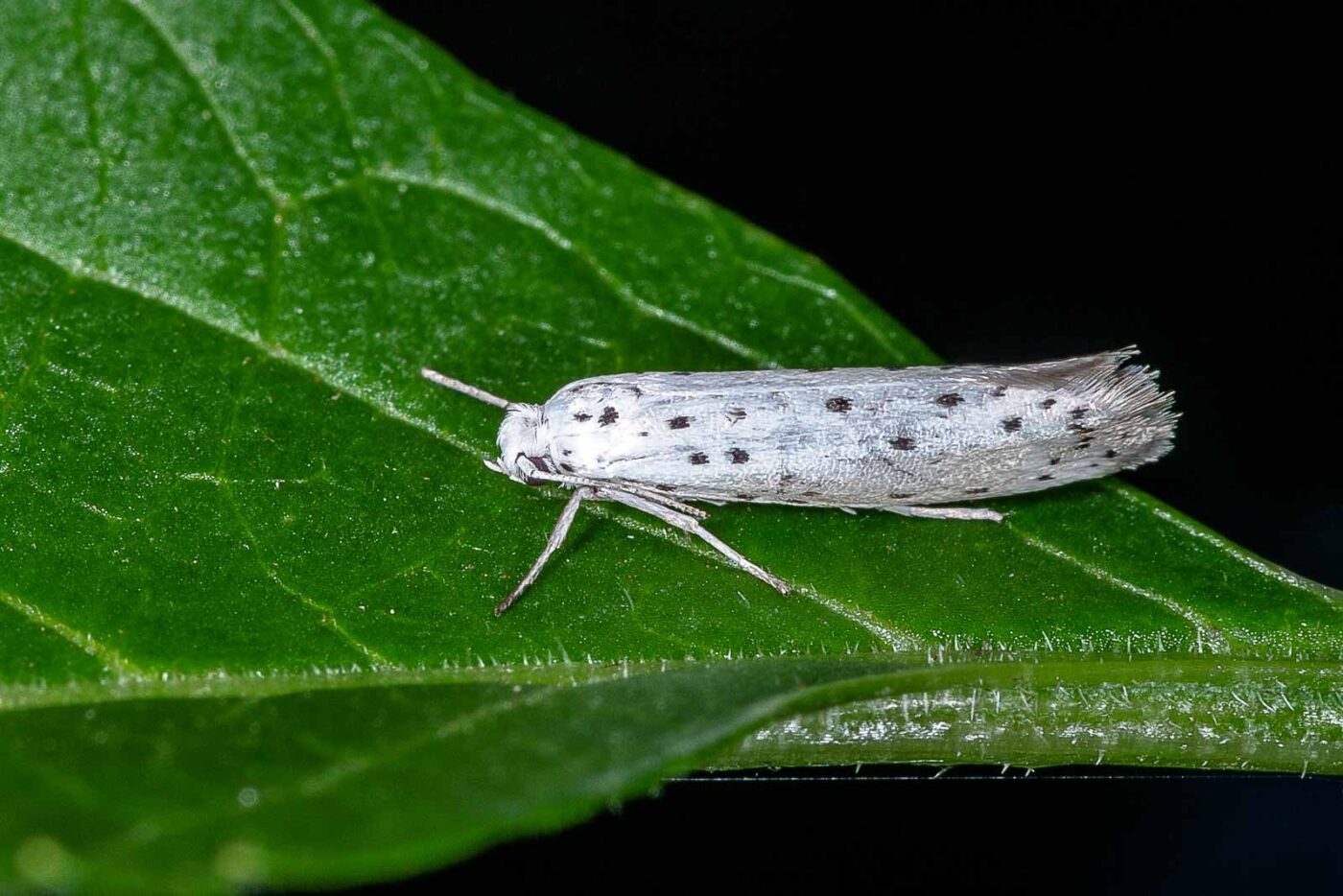 2018-06-26 - NSG Lippewiesen Haltern