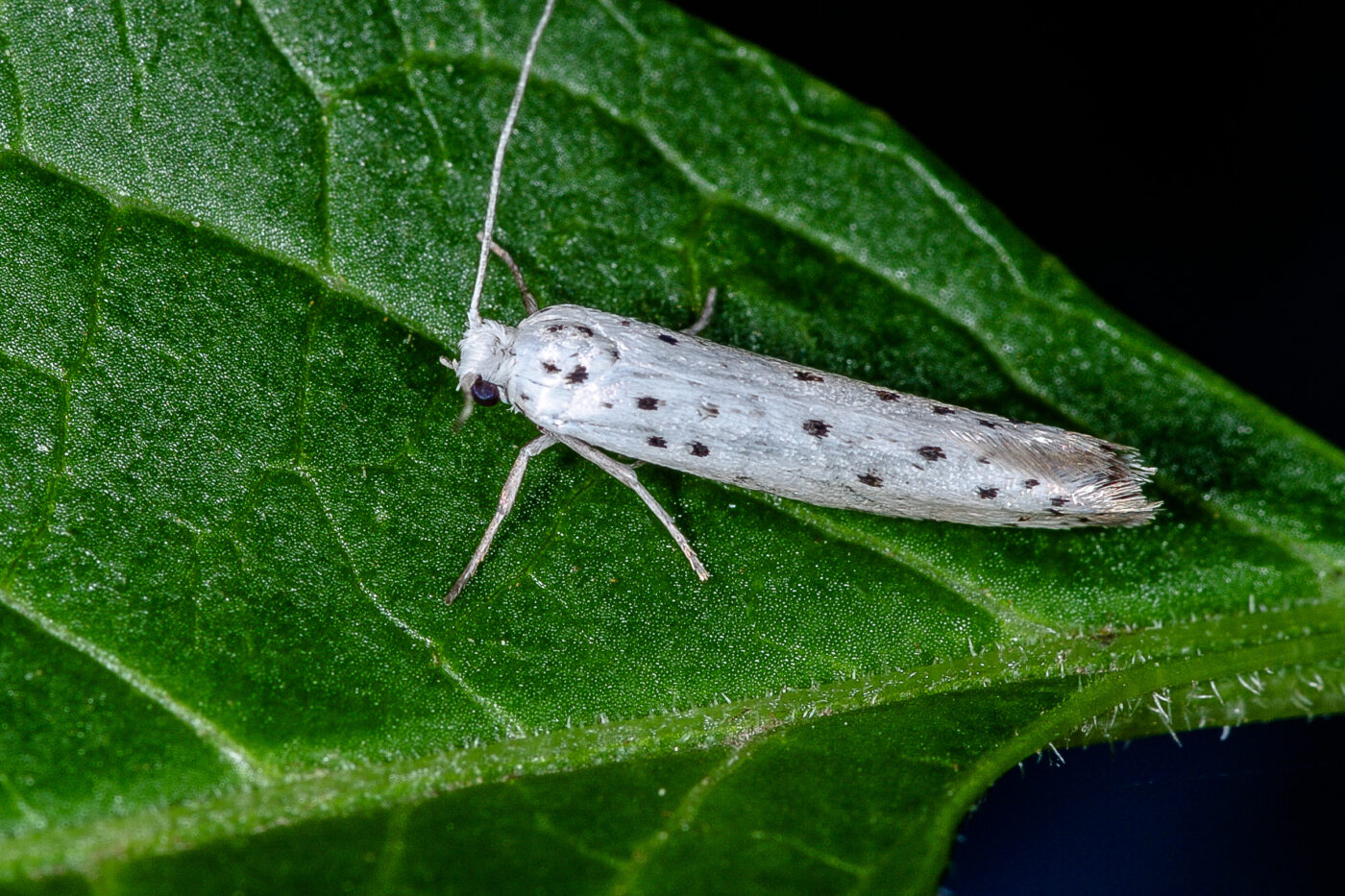 2018-06-26 - NSG Lippewiesen Haltern