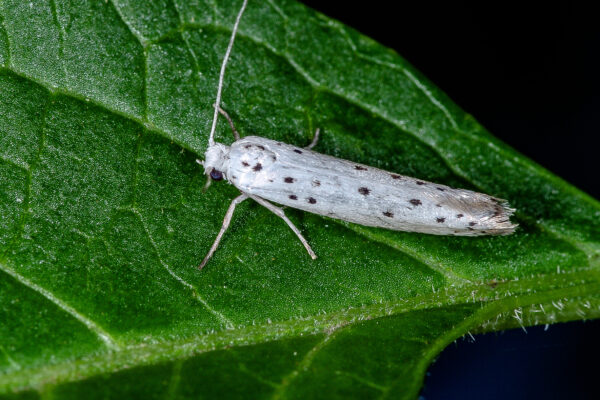 2018-06-26 - NSG Lippewiesen Haltern