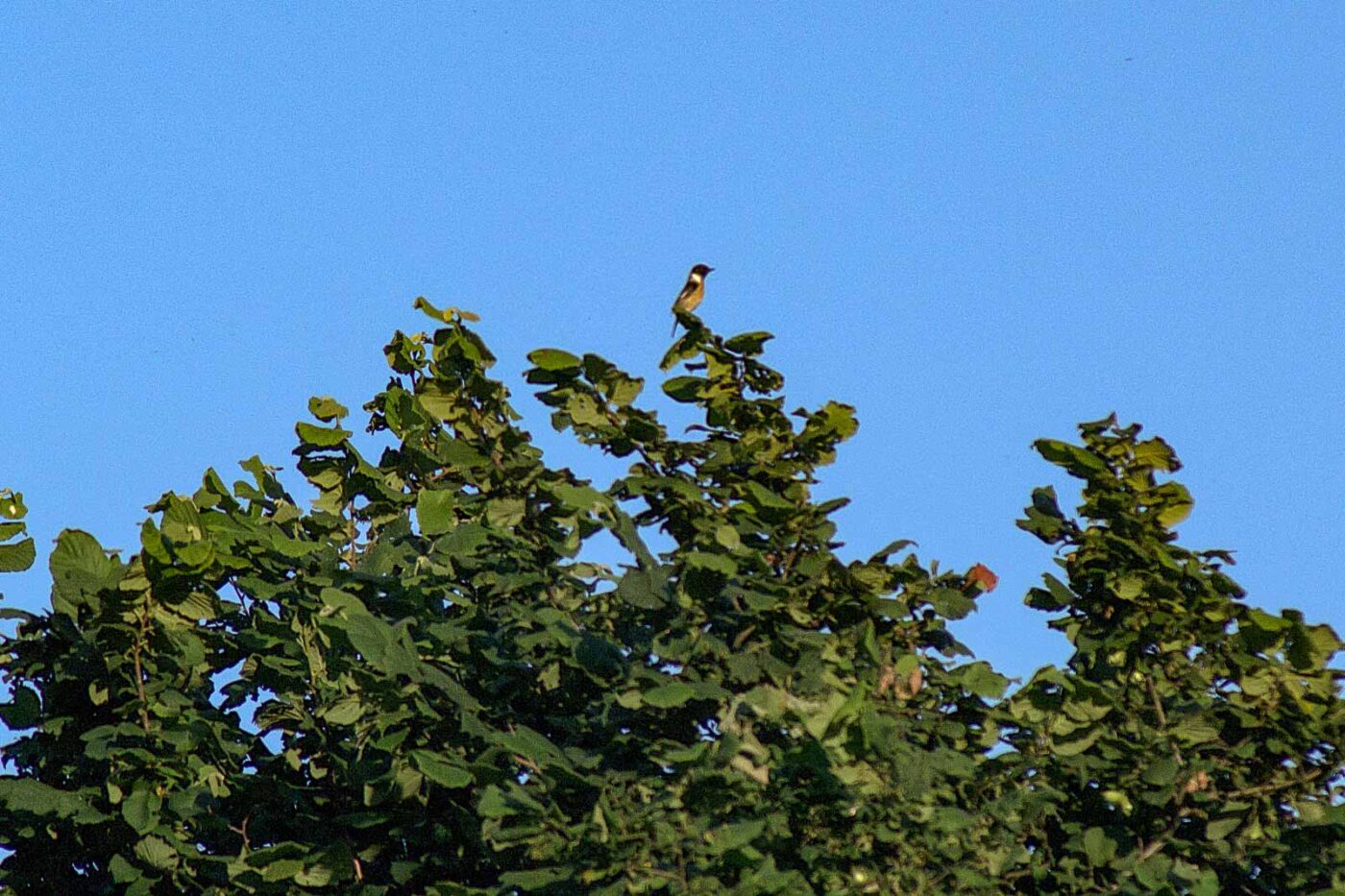 2018-06-26 - NSG Lippewiesen Haltern