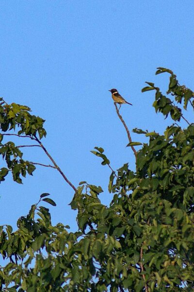 2018-06-26 - NSG Lippewiesen Haltern