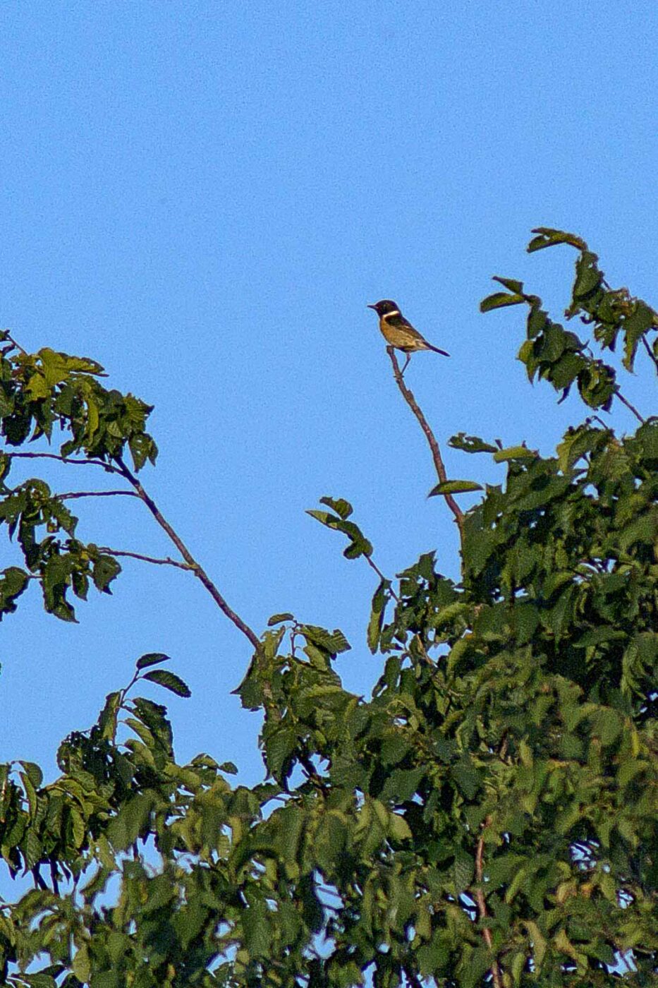 2018-06-26 - NSG Lippewiesen Haltern