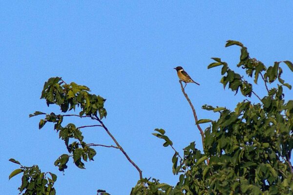 2018-06-26 - NSG Lippewiesen Haltern
