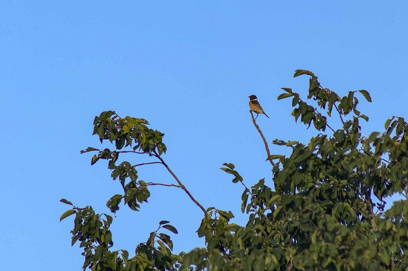 2018-06-26 - NSG Lippewiesen Haltern