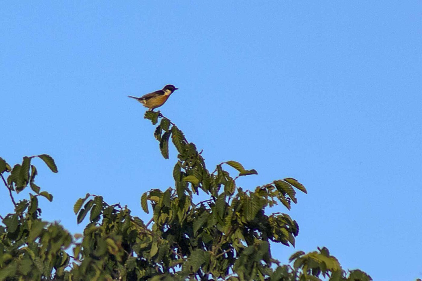 2018-06-26 - NSG Lippewiesen Haltern