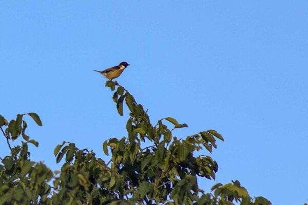 2018-06-26 - NSG Lippewiesen Haltern