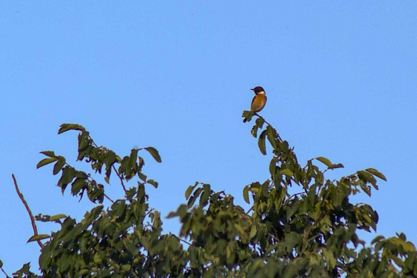 2018-06-26 - NSG Lippewiesen Haltern