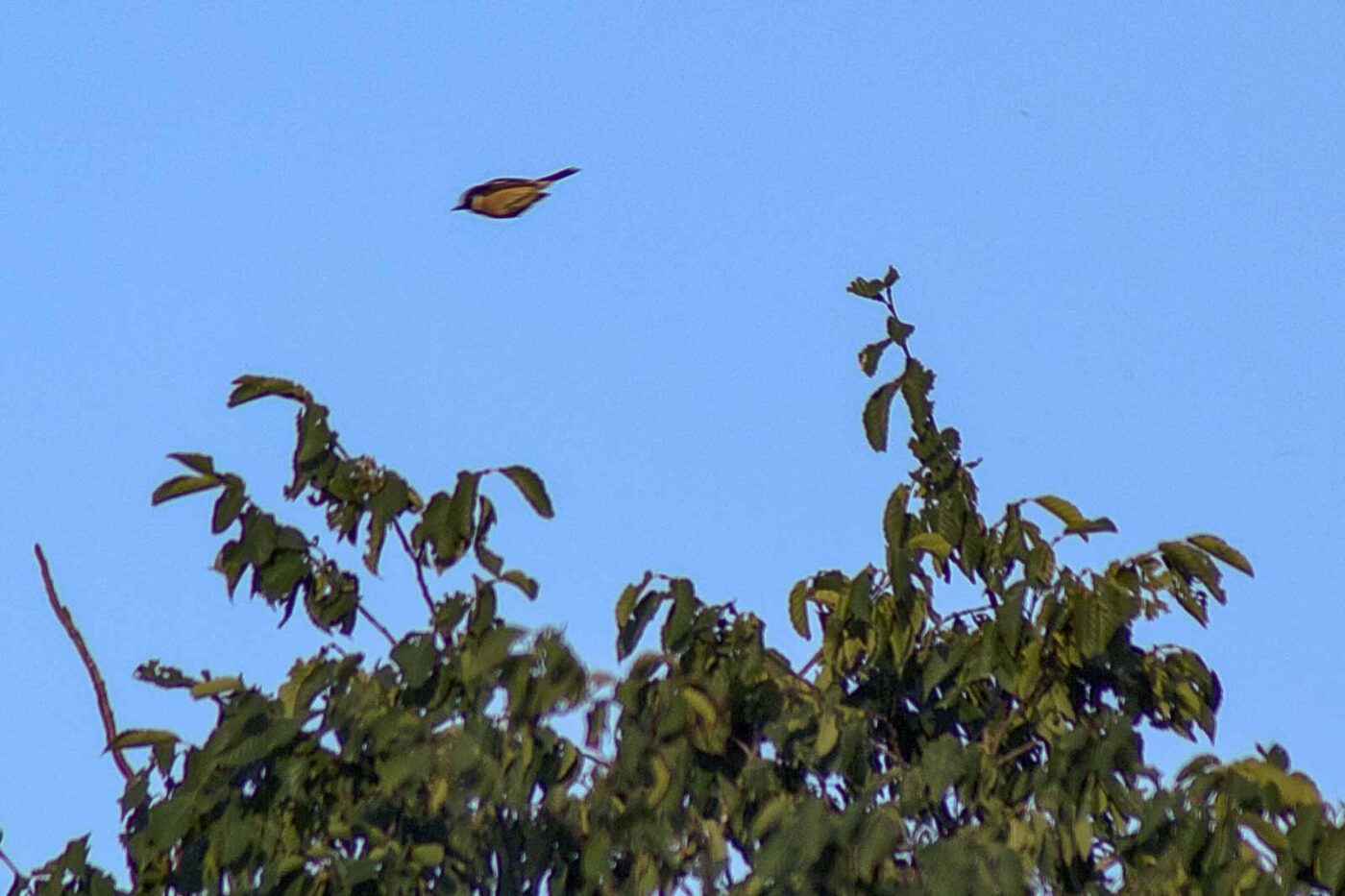 2018-06-26 - NSG Lippewiesen Haltern