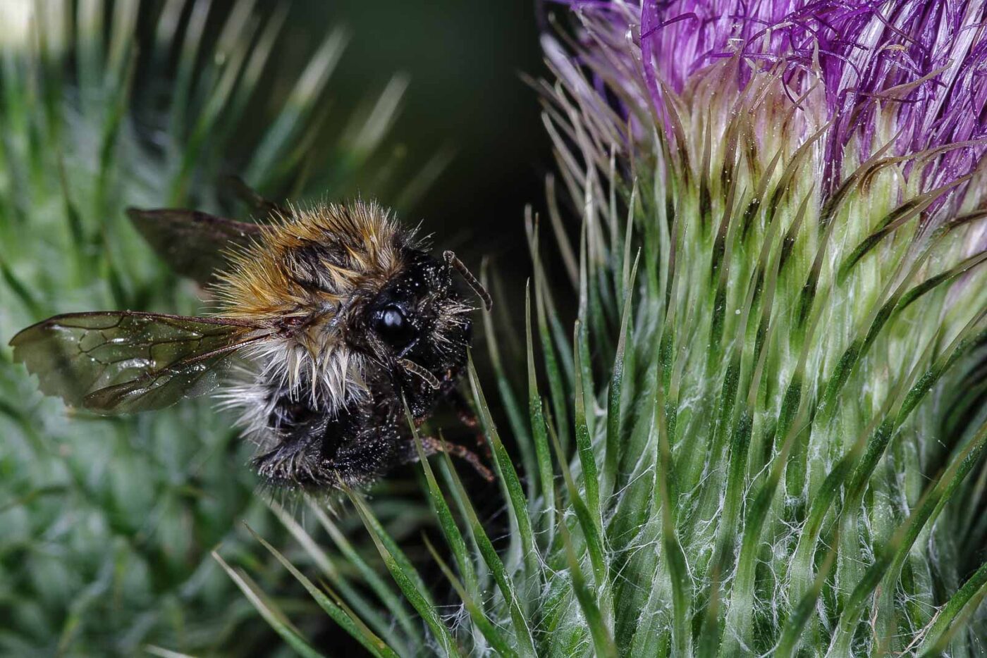 2018-06-26 - NSG Lippewiesen Haltern