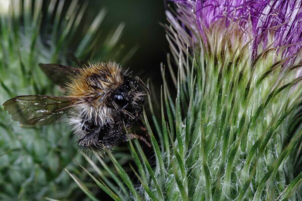 2018-06-26 - NSG Lippewiesen Haltern