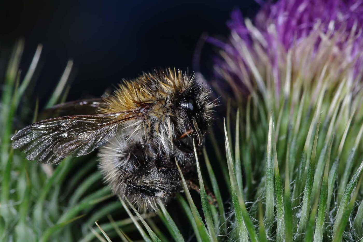 2018-06-26 - NSG Lippewiesen Haltern