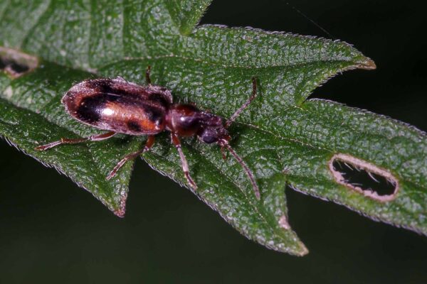 2018-06-26 - NSG Lippewiesen Haltern