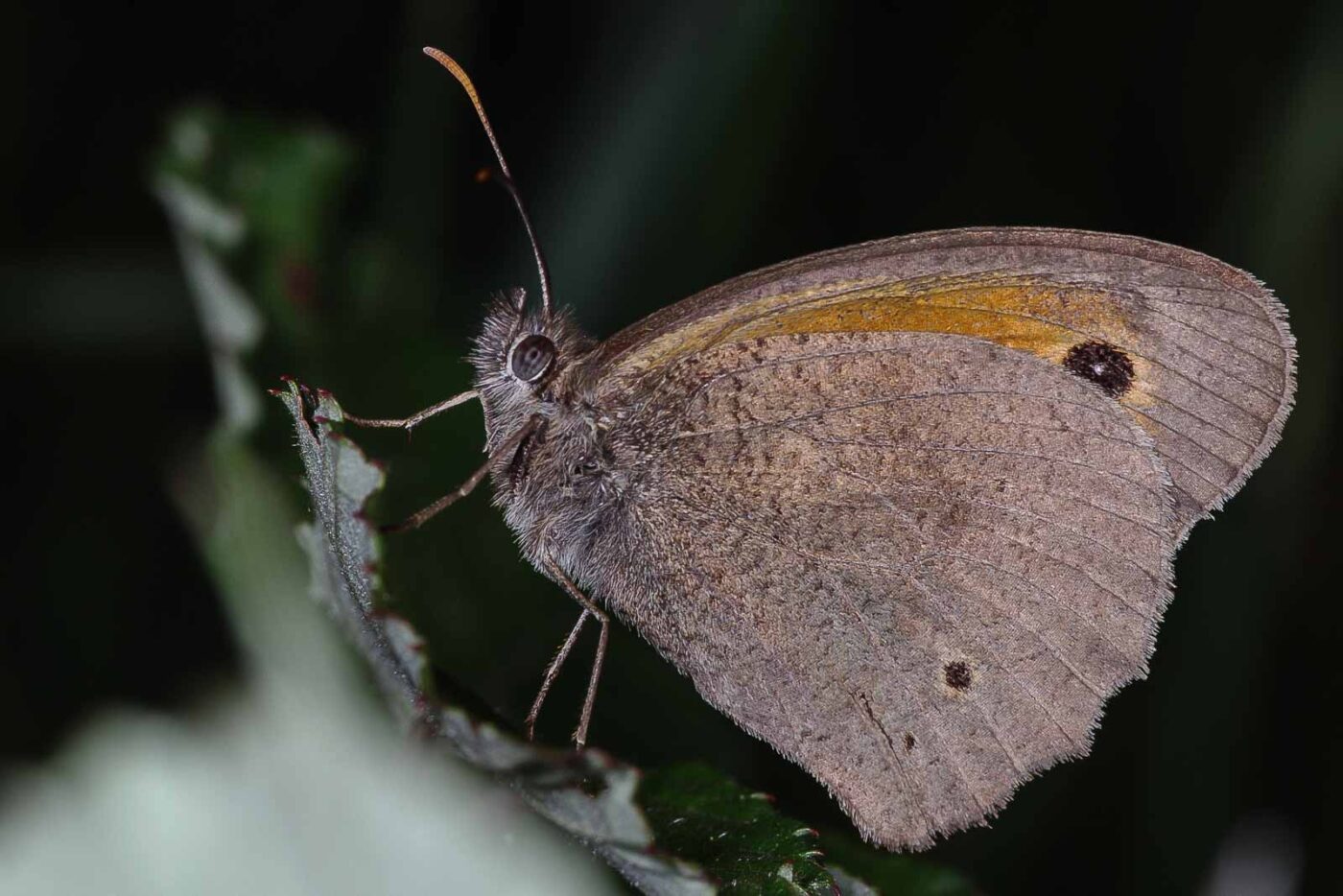 2018-06-26 - NSG Lippewiesen Haltern