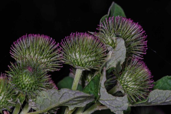 2018-06-26 - NSG Lippewiesen Haltern