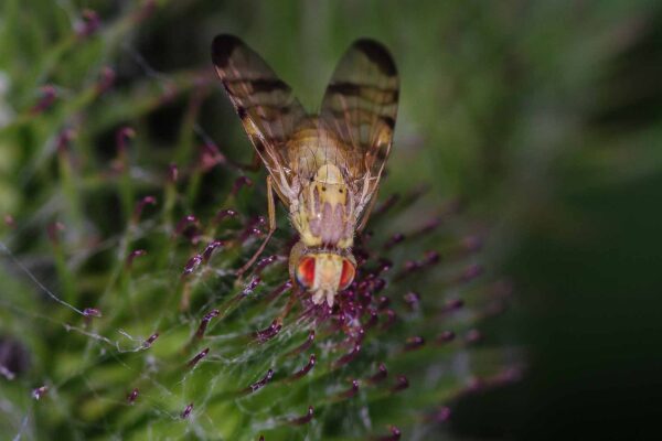 2018-06-26 - NSG Lippewiesen Haltern