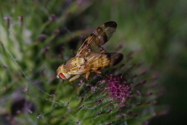 2018-06-26 - NSG Lippewiesen Haltern