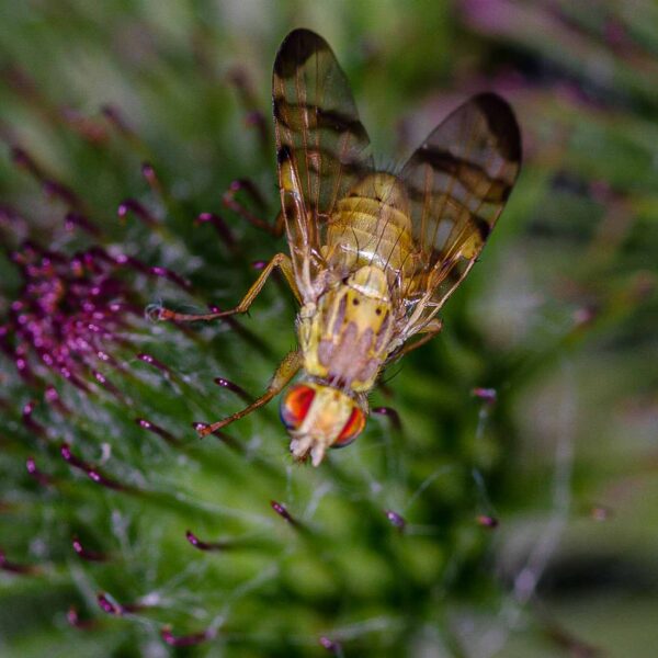 2018-06-26 - NSG Lippewiesen Haltern