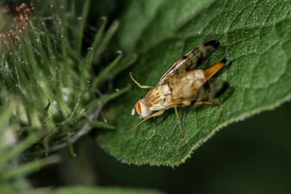 2018-06-26 - NSG Lippewiesen Haltern