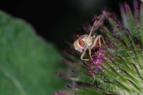 2018-06-26 - NSG Lippewiesen Haltern