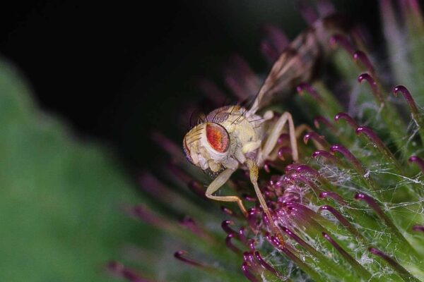 2018-06-26 - NSG Lippewiesen Haltern