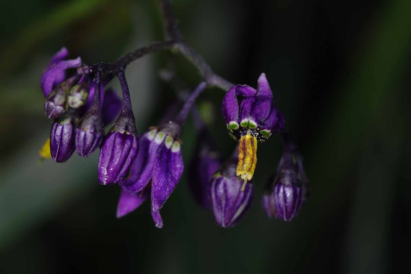 2018-06-26 - NSG Lippewiesen Haltern