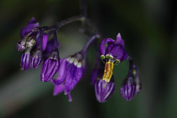 2018-06-26 - NSG Lippewiesen Haltern