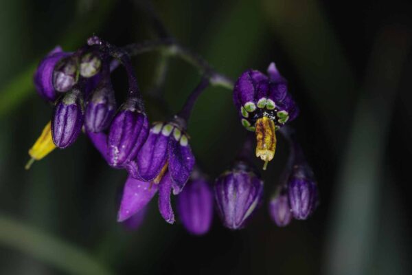 2018-06-26 - NSG Lippewiesen Haltern